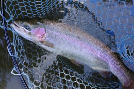 元気いっぱいの魚たち ～岡崎トラウトポンド～